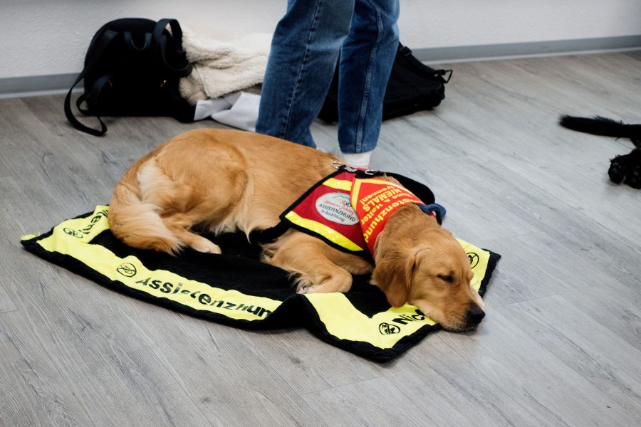 Assistenzhund entspannt auf seiner Decke