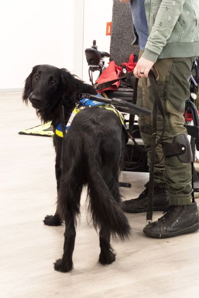 Shadow blickt in die Kamera